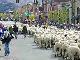 Фестиваль перегонки овец, Кетчум (Соединённые Штаты Америки)